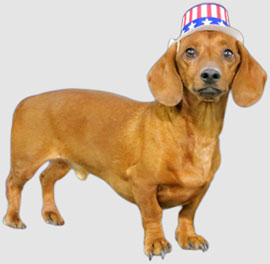 DACHSHUND